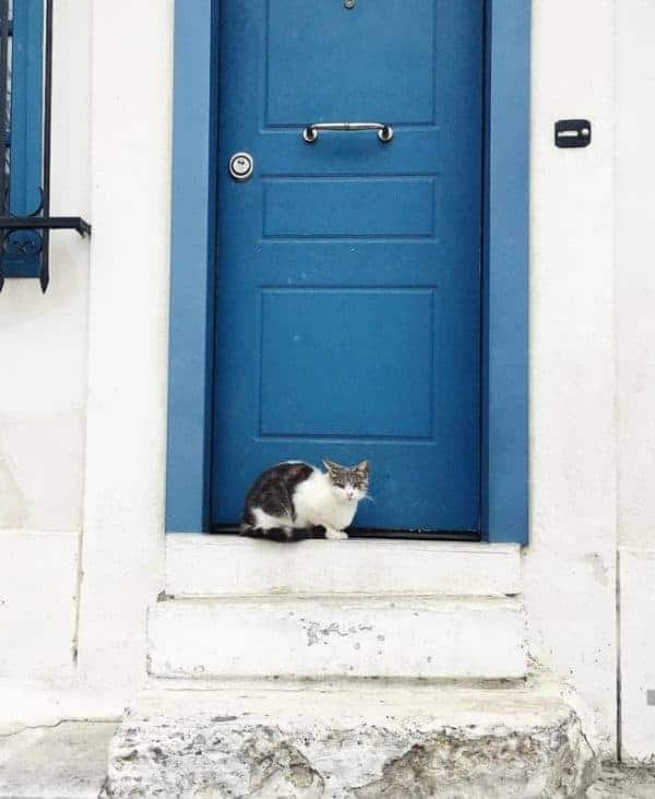 A cat perched on the steps in front of a vibrant blue door