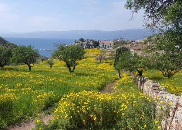 A vibrant field of yellow flowers and trees