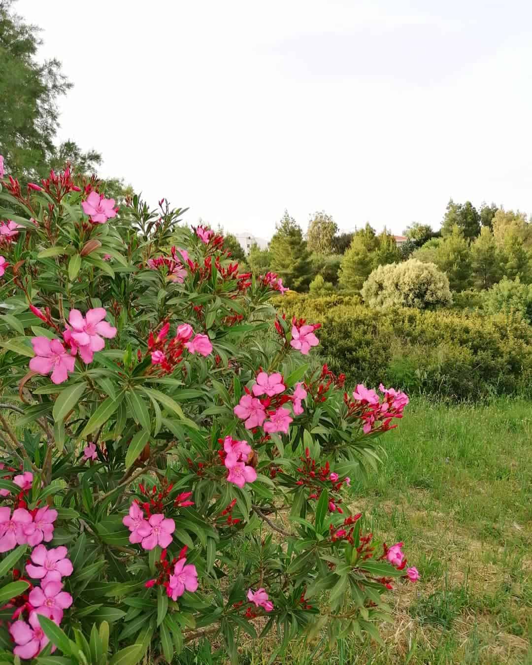 A vibrant bush adorned with pink flowers stands prominently in the center of a lush green field