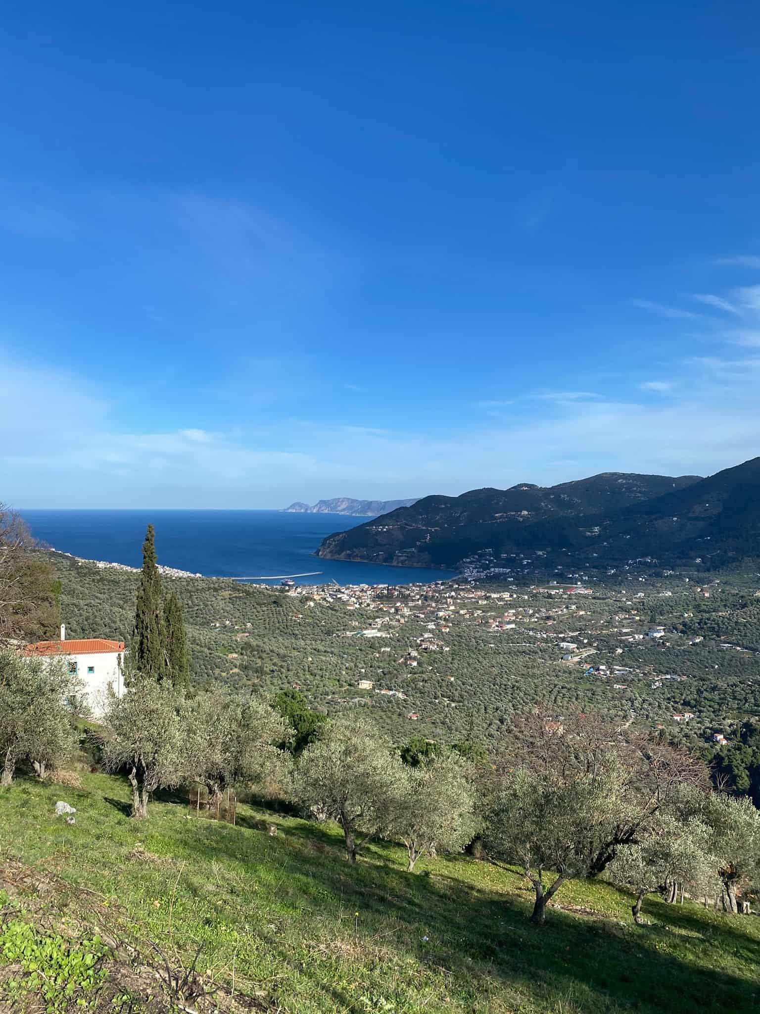 A tranquil hilltop view reveals the sea and vibrant olive trees