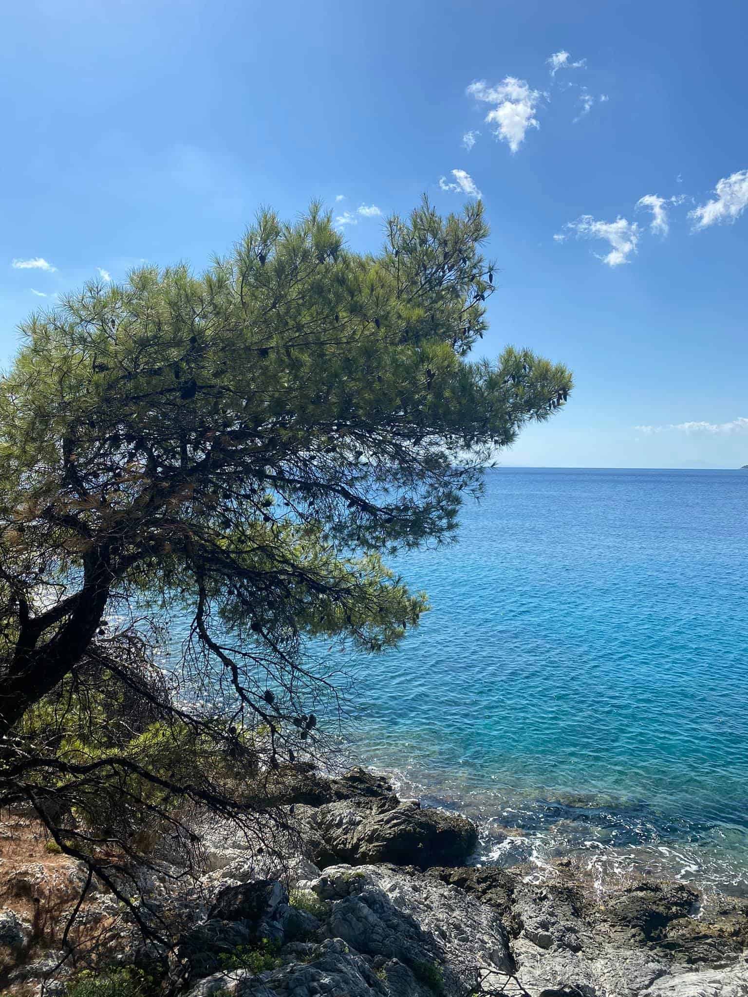 A solitary tree stands at the shoreline