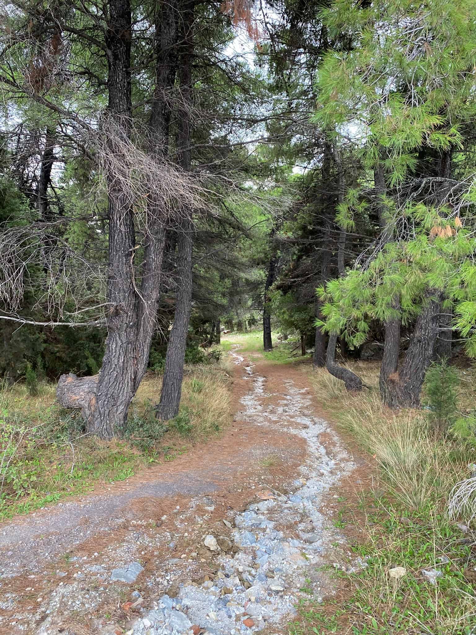 A rustic dirt road in a forest setting