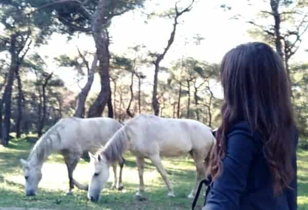 A girl watching some horses