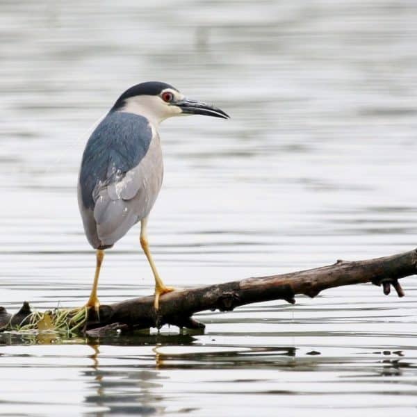 A black crowned night heron perches on a branch above the water