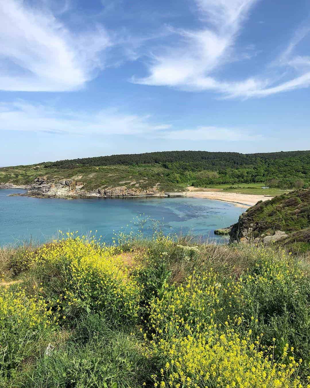 A scenic view of a beach with vibrant wildflowers blooming in the foreground