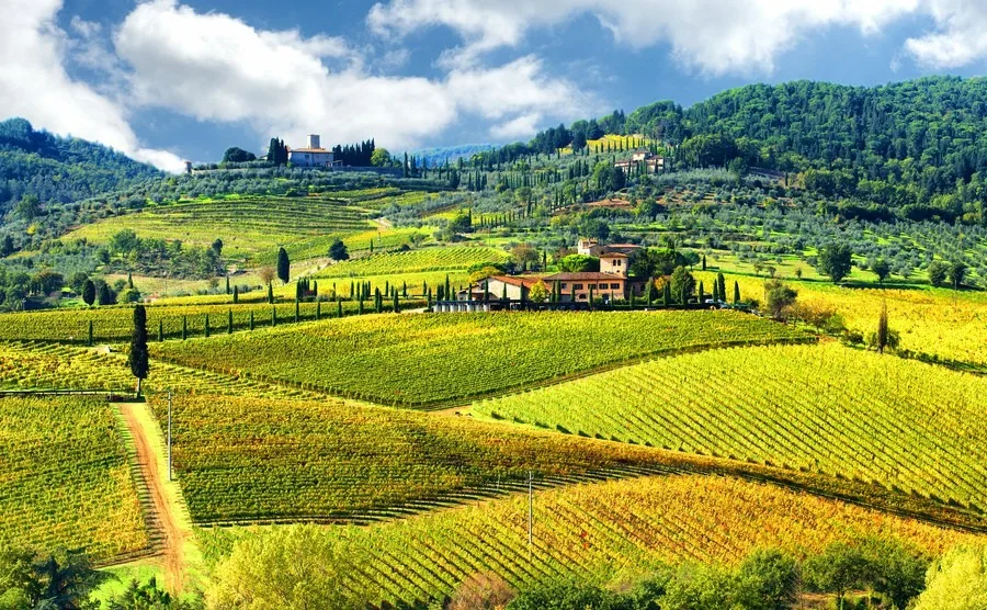 A picturesque landscape featuring lush vineyards nestled among rolling hills under a clear blue sky