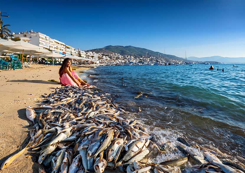 volos greece dead fish incident