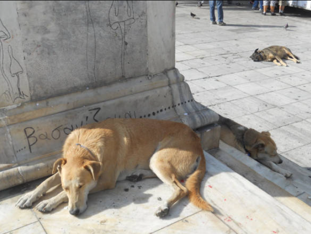 Stray animals in Greece