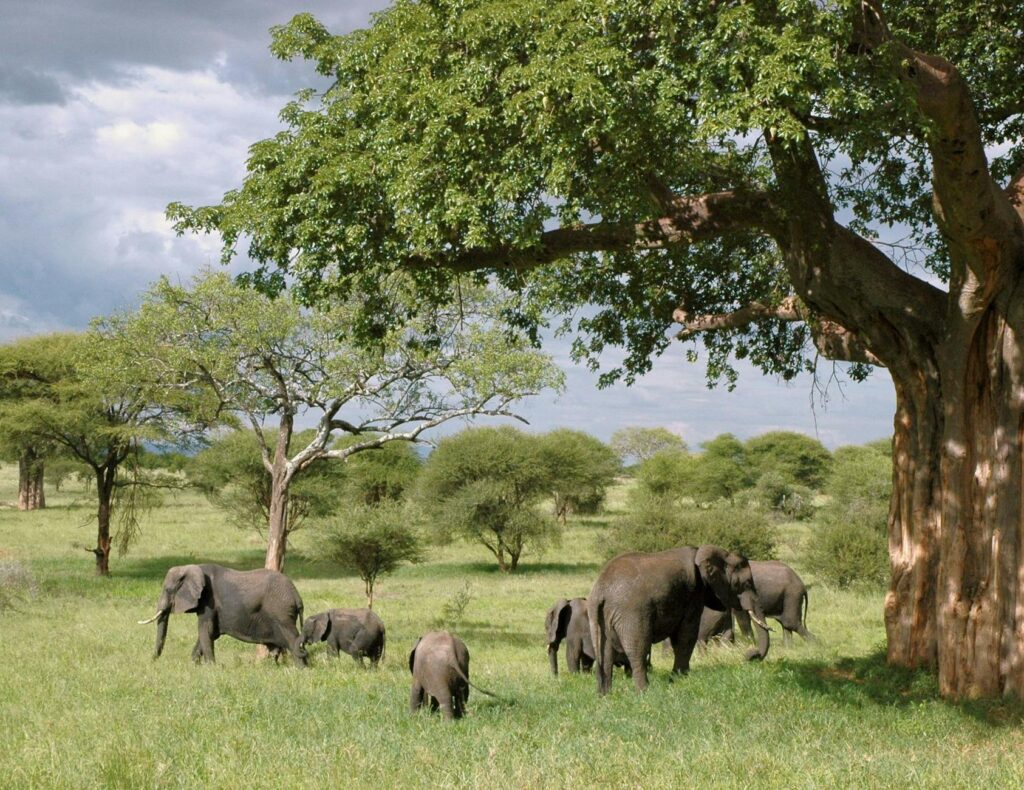 African elephants grazing