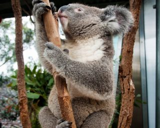 A cute koala sitting on the tree. Australian wildlife. Taronga Zoo. Sydney