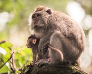 Portrait of an Adult Monkey in Monkey Forest, Ubud, Bali