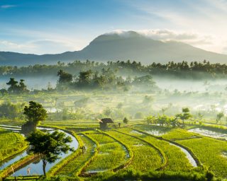 Rice fields, Bali, Indonesia