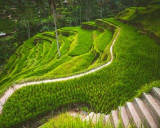 Tegalalang rice terrace in the Ubud, Bali