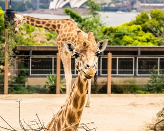 The giraffes at Taronga Zoo in Sydney, Australia.