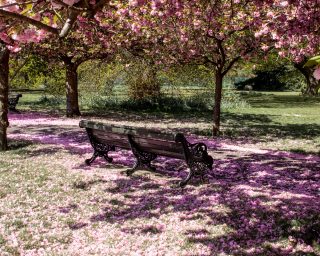 UK, London, Bench and blooming cherry trees in Greenwich park