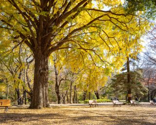 Vibrant yellow leaves in fall at Yoyogi Koen Park, Tokyo with benches