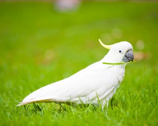 White Cockatoo in Sydney Royal Botanic Gardens, Australia